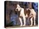 Staffordshire Bull Terrier Portrait-Adriano Bacchella-Premier Image Canvas