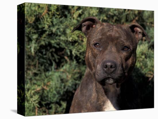 Staffordshire Bull Terrier Portrait-Adriano Bacchella-Premier Image Canvas