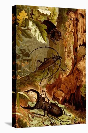 Stag and Longhorn Beetles-F.W. Kuhnert-Stretched Canvas