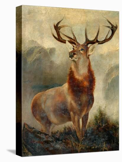 Stag At Bay-James Ford-Premier Image Canvas