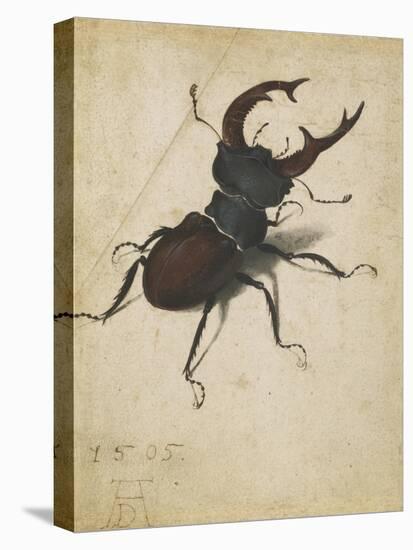 Stag Beetle, 1505-Albrecht Dürer or Duerer-Premier Image Canvas