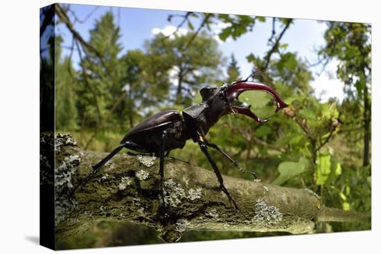 Stag Beetle (Lucanus Cervus) Male on Oak Tree. Elbe, Germany, June-Solvin Zankl-Premier Image Canvas