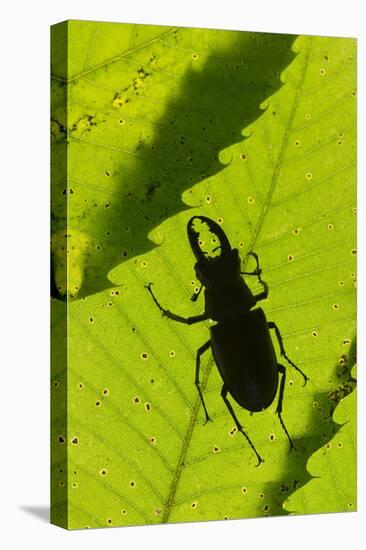 Stag Beetle (Lucanus Cervus) Male Silhouetted Against Leaf, Controlled Conditions-Adrian Davies-Premier Image Canvas