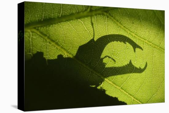 Stag Beetle (Lucanus Cervus) Silhouetted Against Oak Tree Leaf. Elbe, Germany, June-Solvin Zankl-Premier Image Canvas