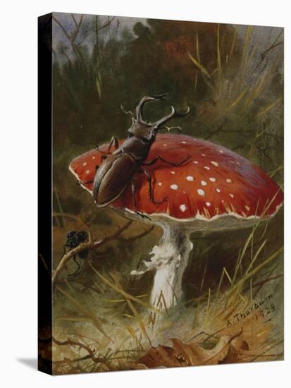 Stag Beetle on a Toadstool, 1928-Archibald Thorburn-Premier Image Canvas