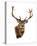 Stag White Background-Sarah Stribbling-Stretched Canvas