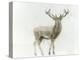 Stag-James Wiens-Stretched Canvas