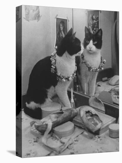 Stage Cat-Godfrey Thurston Hopkins-Premier Image Canvas