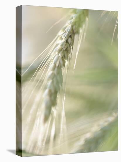 Stalk of Wheat-null-Premier Image Canvas