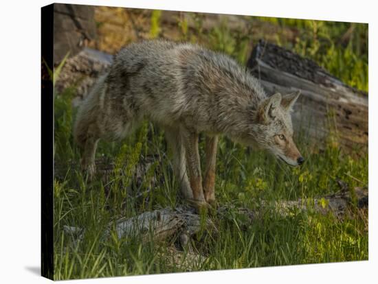 Stalking Coyote YNP-Galloimages Online-Premier Image Canvas