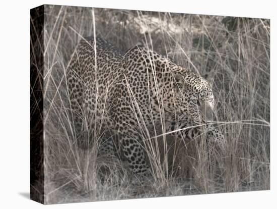 Stalking Leopard-Scott Bennion-Stretched Canvas