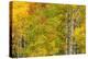 Stand of aspen treesin fall color, Uncompahgre National Forest, Colorado-Adam Jones-Premier Image Canvas
