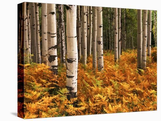 Stand of Quaking Aspen Tree, Gunnison National Forest, Colorado, USA-Adam Jones-Premier Image Canvas