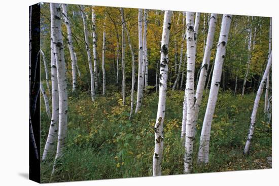 Stand Of White Birch Trees-Panoramic Images-Premier Image Canvas