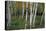 Stand Of White Birch Trees-Panoramic Images-Premier Image Canvas