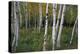 Stand Of White Birch Trees-Panoramic Images-Premier Image Canvas