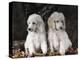 Standard Poodle Dog Puppies, USA-Lynn M. Stone-Premier Image Canvas