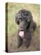 Standard Poodle-Mark Chivers-Premier Image Canvas