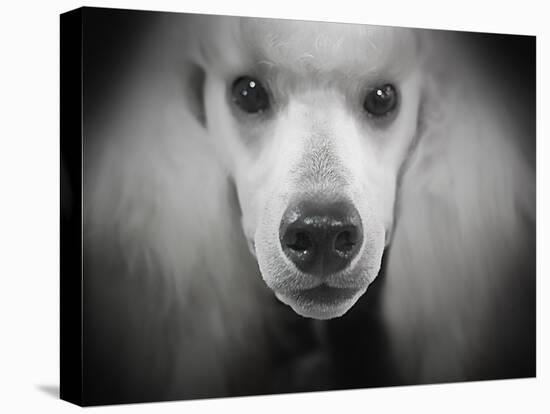 Standard Poodle-Lori Hutchison-Premier Image Canvas