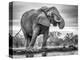 Standing Proud-Jaco Marx-Premier Image Canvas