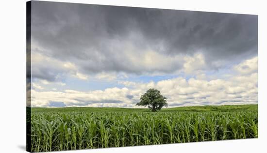 Standing Strong-Trent Foltz-Stretched Canvas