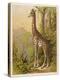 Standing Tall in the African Jungle-null-Stretched Canvas