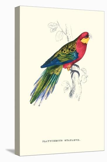 Stanley Parakeet Male - Platycercus Icterotis-Edward Lear-Stretched Canvas