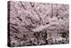 Stanley Park Cherry Tree Blossoms-Richard Wong-Premier Image Canvas