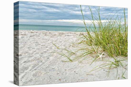 Star Fish and Sea Oats-Mary Lou Johnson-Stretched Canvas