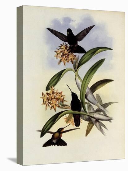 Star-Frontlet, Helianthea Typica-John Gould-Premier Image Canvas