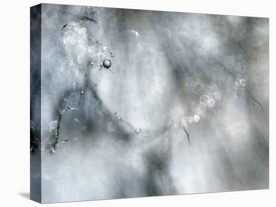 Star Player-Ursula Abresch-Premier Image Canvas