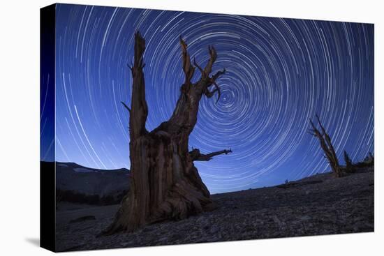 Star Trails Above an Ancient Bristlecone Pine Tree, California-null-Premier Image Canvas