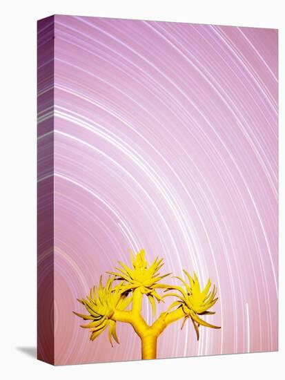 Star Trails and Aloe Tree-Michele Westmorland-Premier Image Canvas