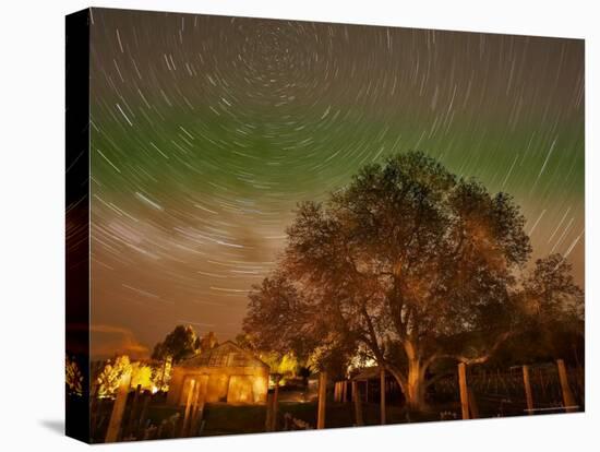 Star Trails Over Walnut Tree, Domain Road Vineyard, Central Otago, South Island, New Zealand-David Wall-Premier Image Canvas