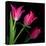 Star Tulips-Magda Indigo-Premier Image Canvas