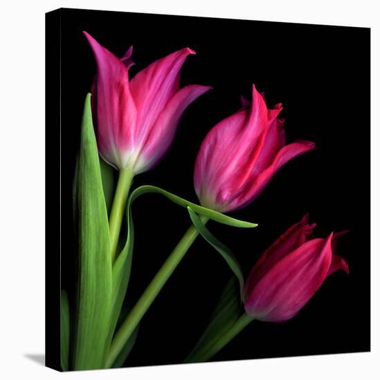 Star Tulips-Magda Indigo-Premier Image Canvas