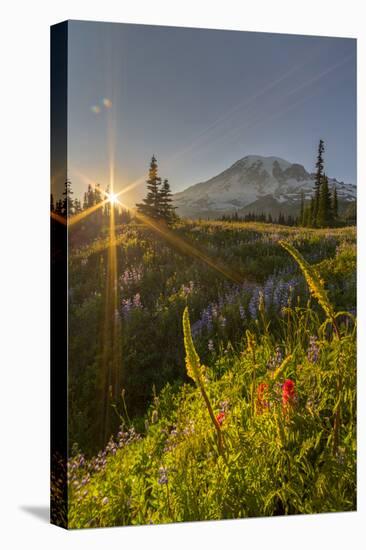 Starburst Setting Sun, Subalpine Wildflowers and Mt. Rainier at Mazama Ridge, Paradise Area-Gary Luhm-Premier Image Canvas