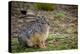 Starck's Hare, Lepus starcki. Bale Mountains National Park. Ethiopia.-Roger De La Harpe-Premier Image Canvas