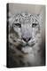 Stare of the Snow Leopard-Jai Johnson-Premier Image Canvas