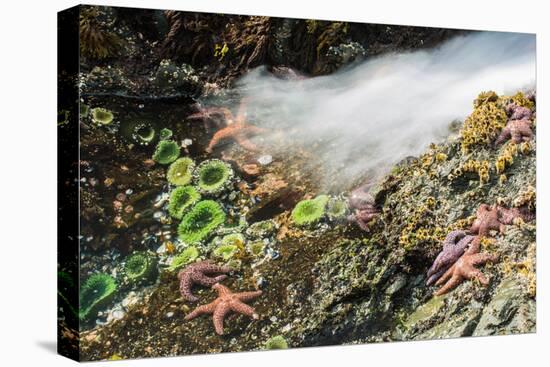 Starfish and anemones, Bamdoroshni Island off the coast of Sitka, Alaska-Mark A Johnson-Premier Image Canvas