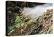 Starfish and anemones, Bamdoroshni Island off the coast of Sitka, Alaska-Mark A Johnson-Premier Image Canvas