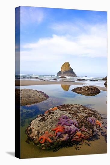 Starfish and Rock Formations along Indian Beach, Oregon Coast-Craig Tuttle-Premier Image Canvas