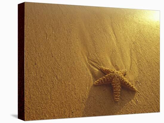 Starfish and Sand at Sunset, Maui, Hawaii, USA-Darrell Gulin-Premier Image Canvas