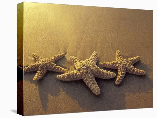 Starfish and Sand at Sunset, Maui, Hawaii, USA-Darrell Gulin-Premier Image Canvas