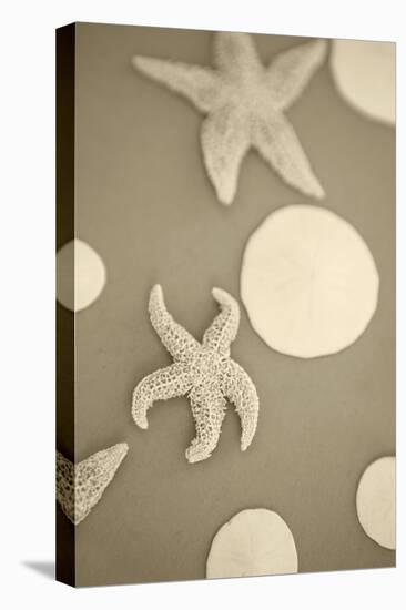Starfish and Sand Dollars I-Karyn Millet-Premier Image Canvas