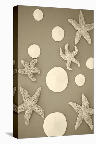 Starfish and Sand Dollars II-Karyn Millet-Premier Image Canvas