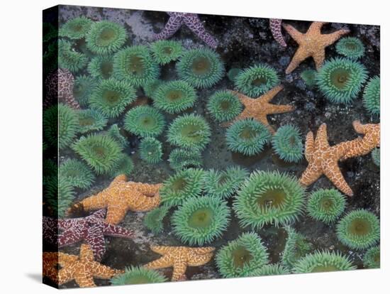 Starfish and Sea Anemones in Tidepool, Olympic National Park, Washington, USA-Darrell Gulin-Premier Image Canvas