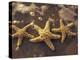 Starfish and Surf at Sunset, Maui, Hawaii, USA-Darrell Gulin-Premier Image Canvas