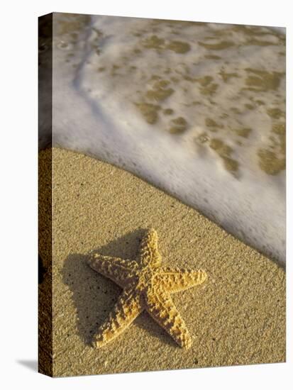 Starfish and Surf of Makena Beach, Maui, Hawaii, USA-Darrell Gulin-Premier Image Canvas