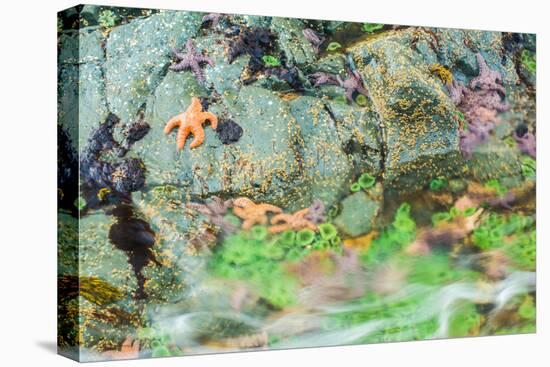 Starfish, Bamdoroshni Island off the coast of Sitka, Alaska-Mark A Johnson-Premier Image Canvas